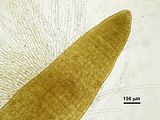 Dictyota mediterranea3